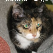 Janine - 2 Year Old Calico Cat