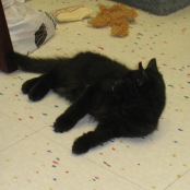 Turbo - Black Domestic Long Hair4 Month Old Male Kitten