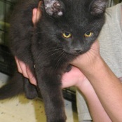Turbo - Black 4 Month Old Domestic Long Hair Kitten