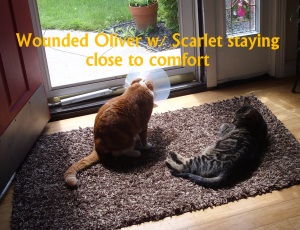 Scarlet stayed close to Oliver while he recovered.