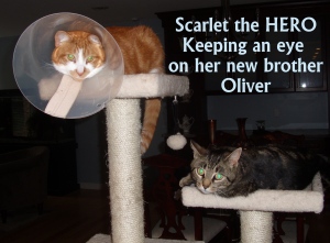 Scarlet put herself between an attacking cat & her new brother Oliver!
