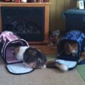 Gina & Tommy checking out their new carriers